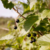 Black Currant with Wild Mint Jam 10.8oz