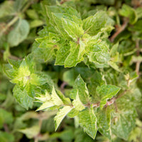 Black Currant with Wild Mint Jam 10.8oz